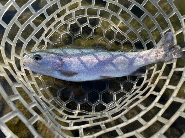 管釣り 増井養魚場