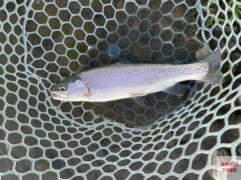 管釣り 増井養魚場