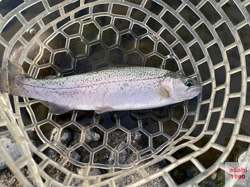 管釣り 増井養魚場