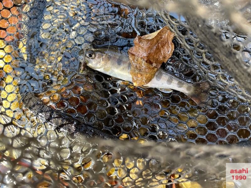 神流川 釣り テンカラ