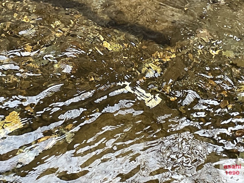 神流川 釣り テンカラ