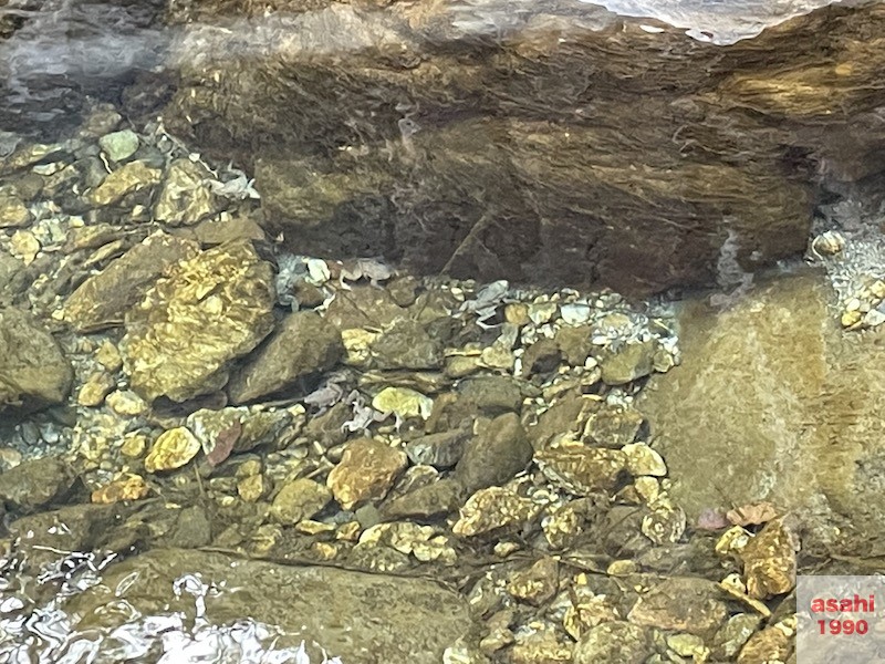 神流川 釣り テンカラ