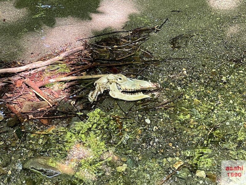 神流川 中ノ沢 釣り テンカラ