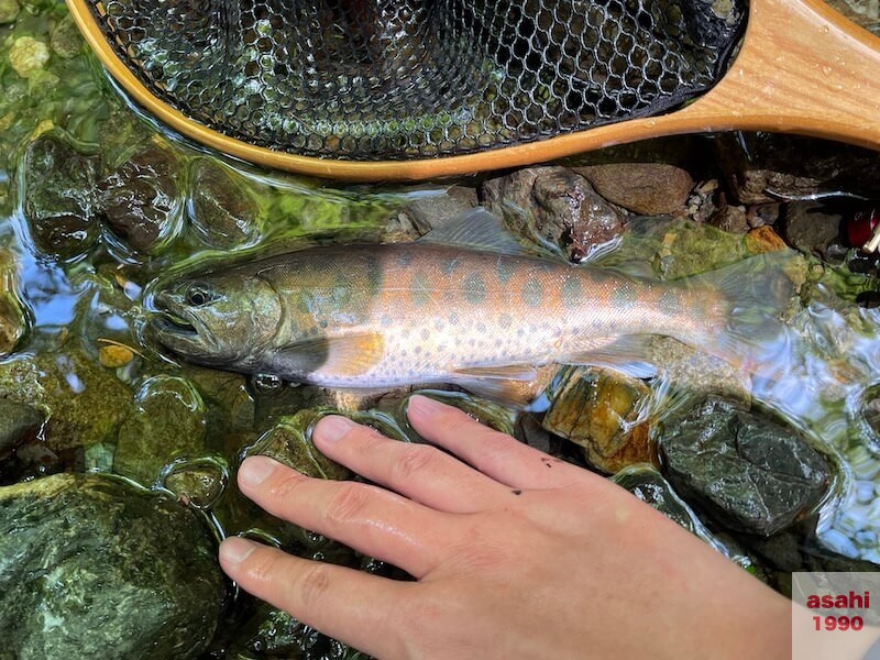 神流川 中ノ沢 釣り テンカラ