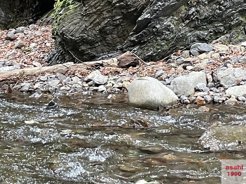 神流川 中ノ沢 釣り テンカラ