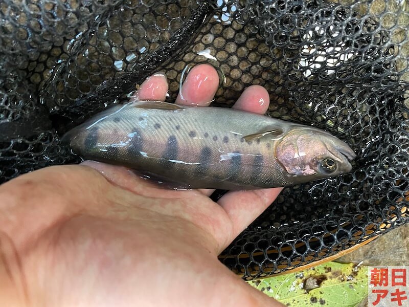 神流川 上野 渓流釣り テンカラ