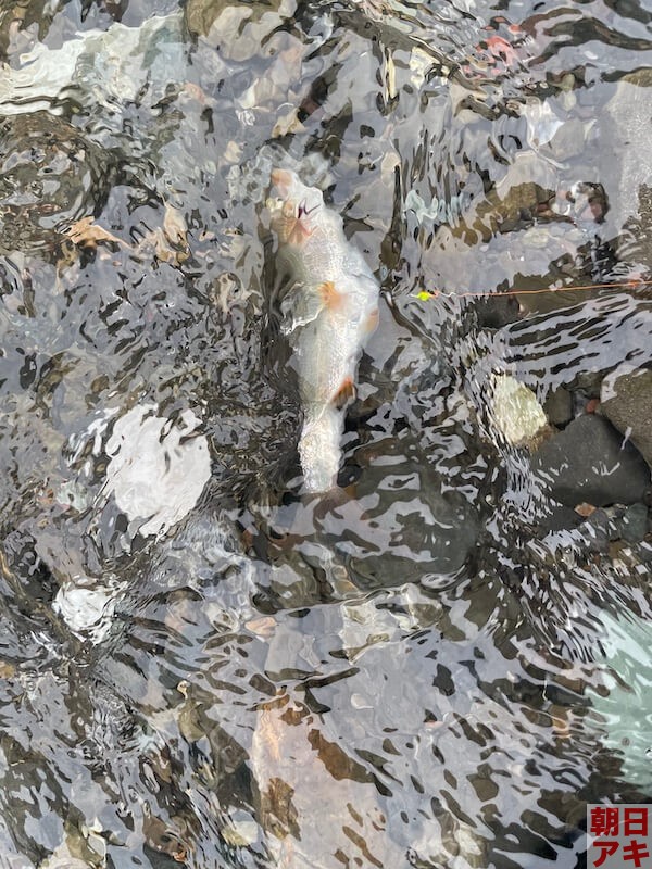 神流川　鮎釣り