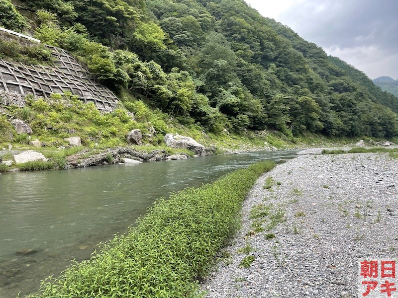 神流川　鮎 