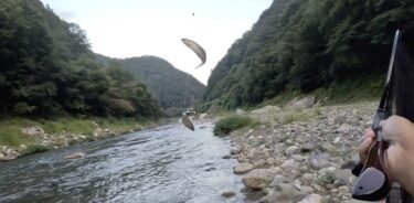 神流川の鮎釣り：禁漁前の1番で釣れました