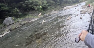 神流川の鮎釣り：猛暑の神流川ですが相変わらずの人の多さでした