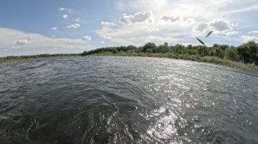 利根川の鮎釣り：擬似鮎ルアーで釣れないと友釣りの練習にならないですね
