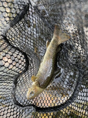 高水漁協の渓流釣り：秩父とは魚影が桁違いで驚きました