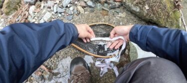 神流川支流の渓流釣り：腰痛悪化前最後の渓流釣り
