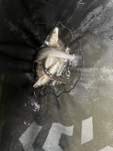 神流川の鮎釣り：久しぶりの鮎釣果