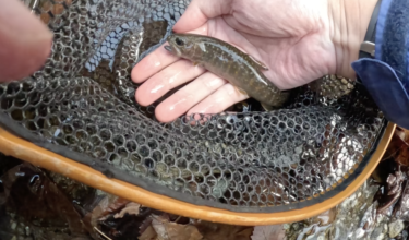 渓流釣り：ビーズヘッドニンフで釣れてくれました。