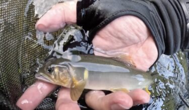 神流川の鮎釣り：だんだんと釣れるようになってきました。