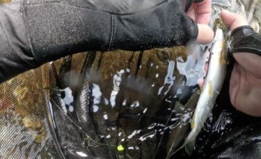 神流川の鮎釣り：先行者のあとは全く釣れず・・・