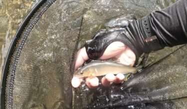 神流川の鮎釣り：初めて見た100匹ペース🎣
