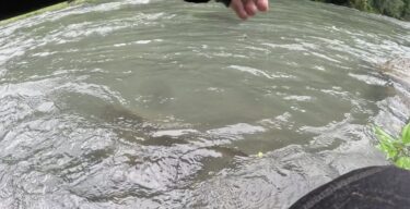 神流川の鮎釣り：増水のおかげで釣れました