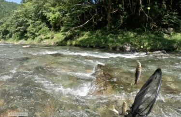 神流川の鮎釣り：厳しい釣りになってきました…