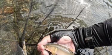 神流川の鮎釣り：鮎の屍だらけで全く釣れず…私も屍になりかけました