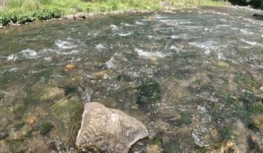 神流川の鮎釣り：藻だらけでした…